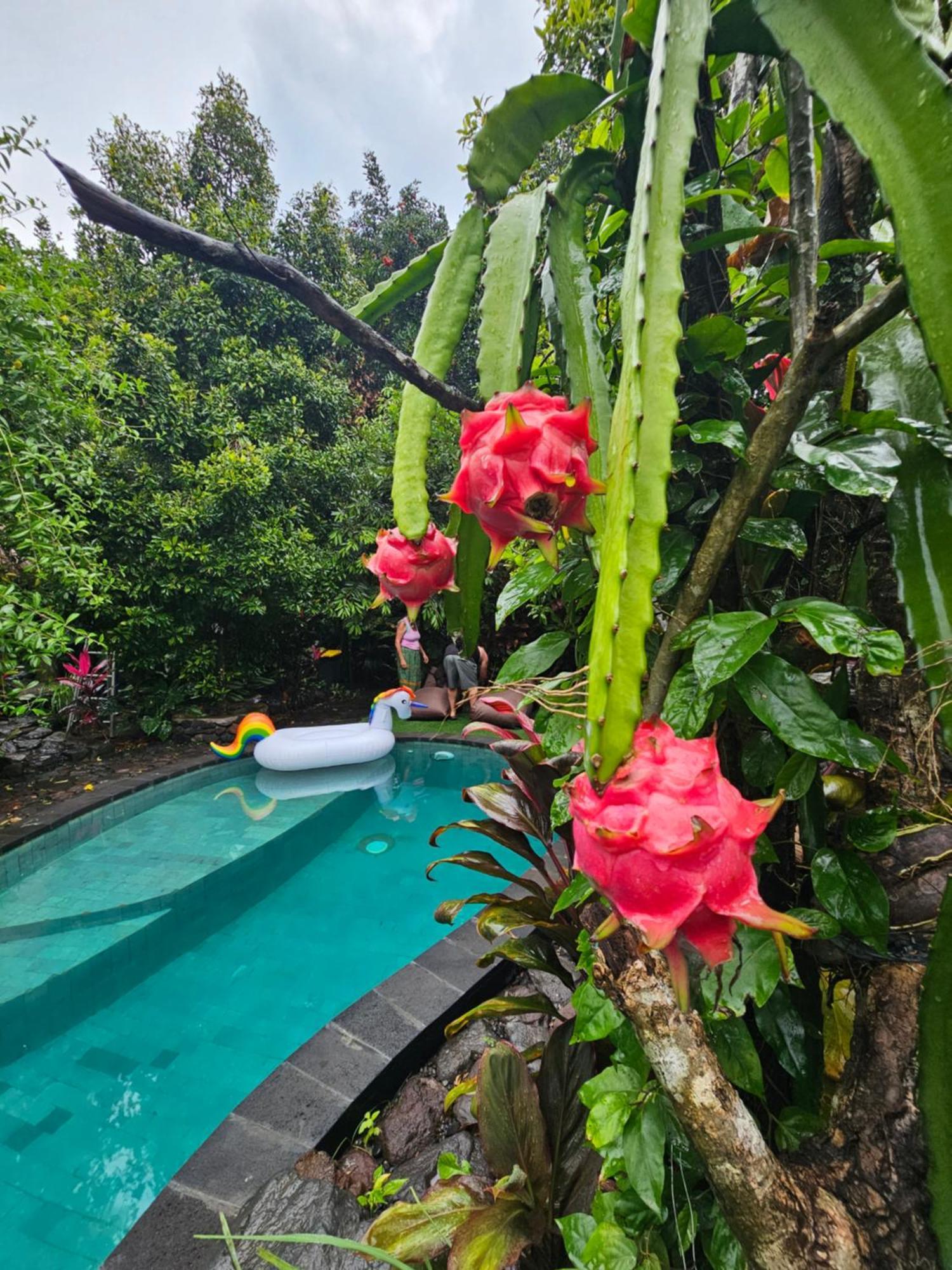 Les Garden Villa Tejakula Bagian luar foto