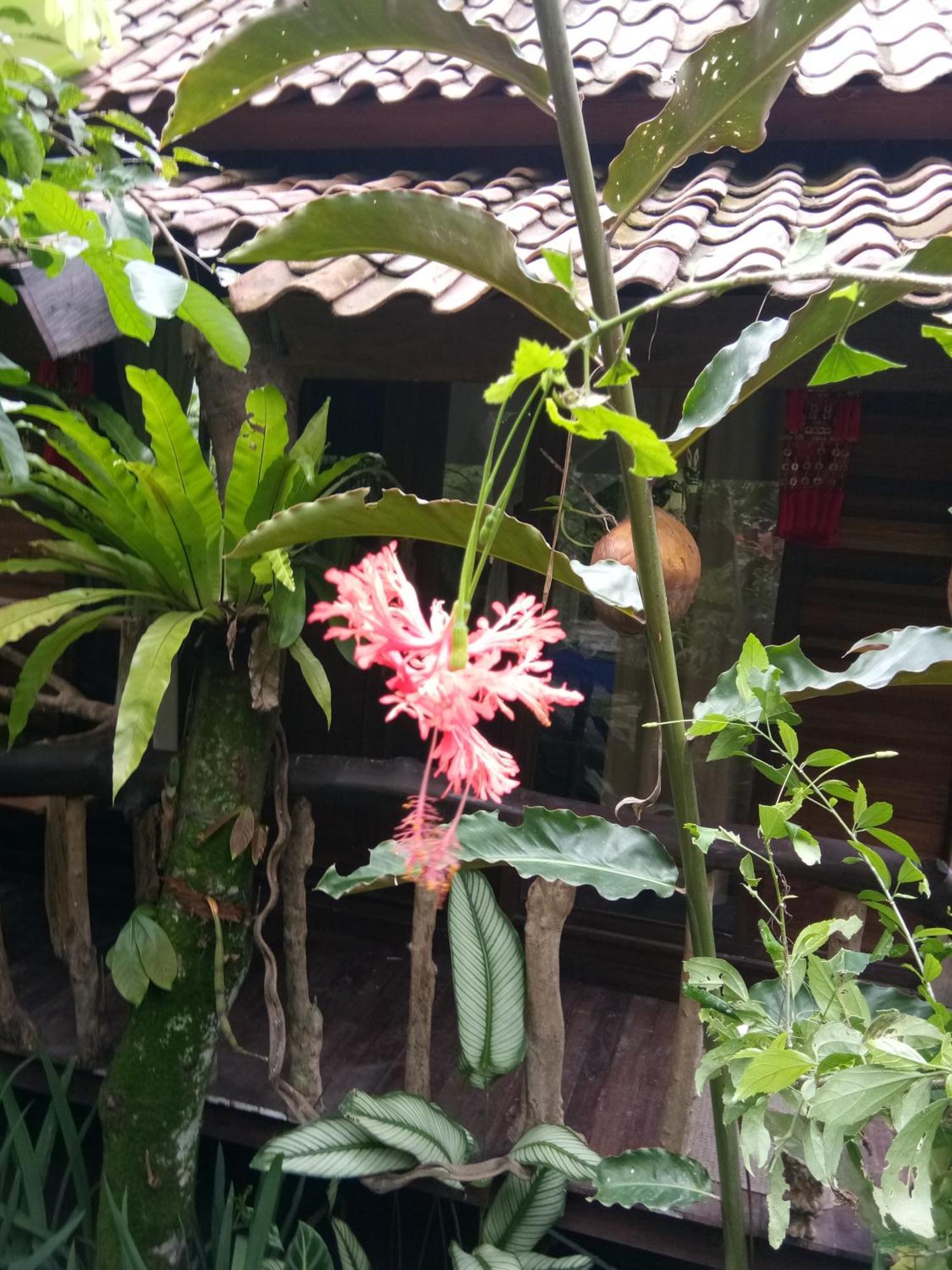 Les Garden Villa Tejakula Bagian luar foto